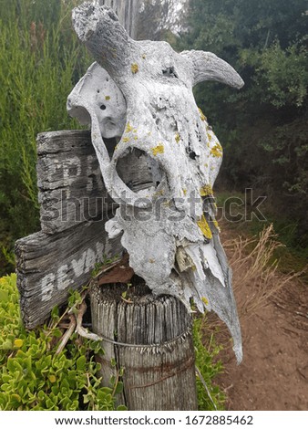 Animal skull hanging on fence post