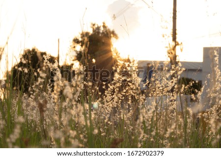 Grass field in sun set time