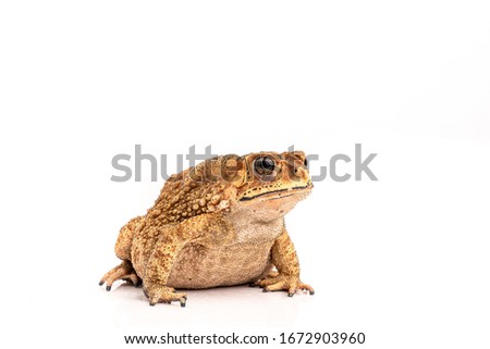 Asian Toad (Duttaphrynus melanostictus) isolated on white background. (This has clipping path)