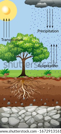 Diagram showing tree and transpiration illustration