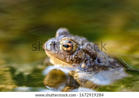 Common toad (Bufo bufo,) in a stream, only the head and eyes are visible above the surface. Close up of a beautiful frog.