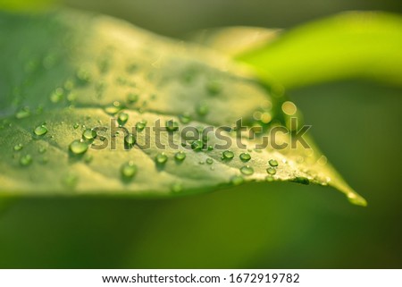 Water drops on leaves with sun flare light in rainy season Increase moisture and save environment To be fertile. Selective focus 