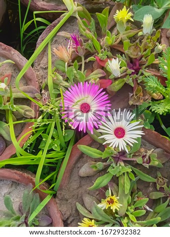 Close up of livingstone Daisy flower.inPots.flowers in pots.