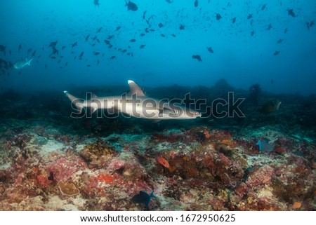Underwater shot of a reef shark swimming peacefully in its natural habitat