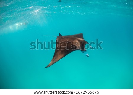 Underwater shot of a beautiful manta ray swimming peacefully in the wild