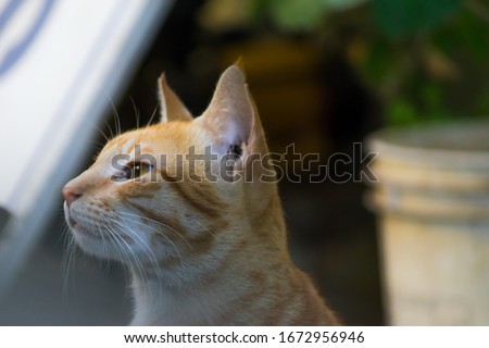 Indian billi breed also known as Indian common cat