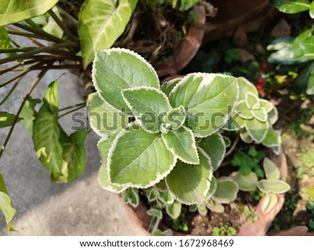 Garden foliage plant - Swedish ivy. Scientific name - Plectranthus forsteri Marginatus. Family - Lamiaceae. The plant is Herbaceous perennial. Leaves are light green with creamy white margin. 