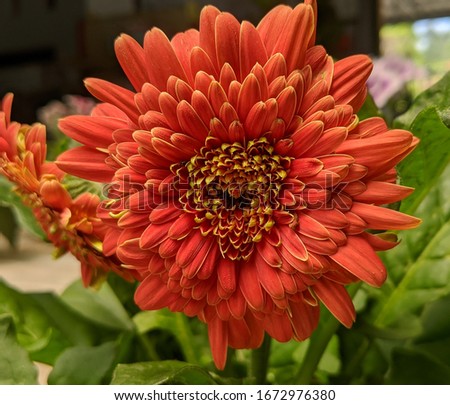 Closeup image of daisy flower stock photo