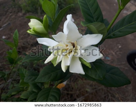 photo of a white flower on the side of the road