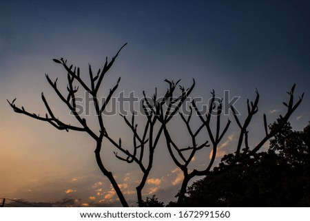A picture of tree with sky background