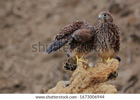 Two young falcons are sunbathing near their nests.
