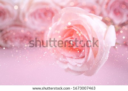 pink rose shine close-up on a background of pink roses