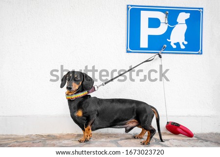 Dog leashed at designated dog parking sign area of shopping mall. Dachshund near the store is waiting for the owner when he returns. 