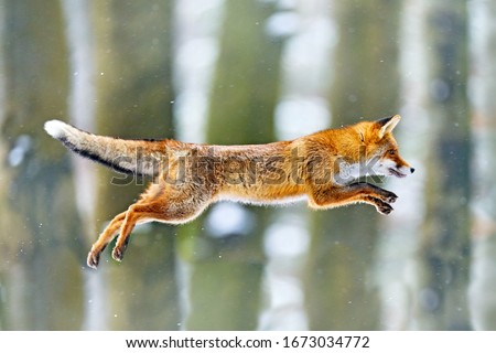 Fox flight. Red Fox jumping , Vulpes vulpes, wildlife scene from Europe. Orange fur coat animal in the nature habitat. Fox on the green forest meadow. Action fly funny scene from nature.