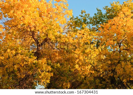 top tree of populous in autumn, Inner-Mongolia, China