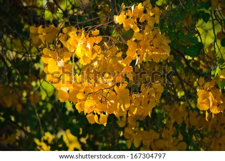 populus leave in autumn, Inner-Mongolia, China