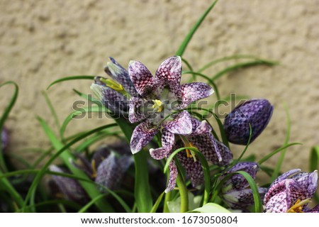 a 
Flowers fritillaria grouse chess
