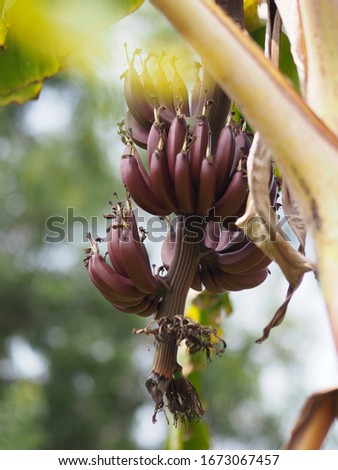 banana have dark red shell Scientific name Musa acuminata , Bananas blossom and results flower fruit on tree in garden on blurred of nature background