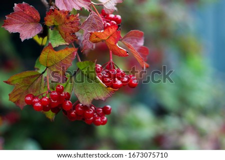 Ripe red viburnum berries on a branch. A snowball tree. Green branch of viburnum. Healthy berries. Food for vegans.