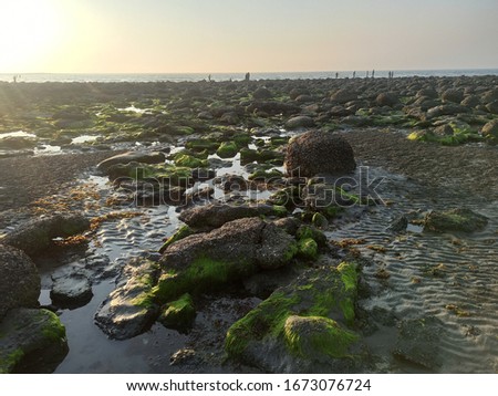 Corals with small Stone in sea beach  
