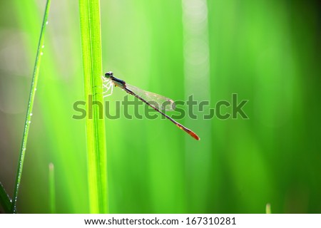 dragon fly in rice feild