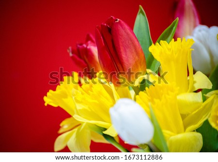 Multi colored spring flower photo