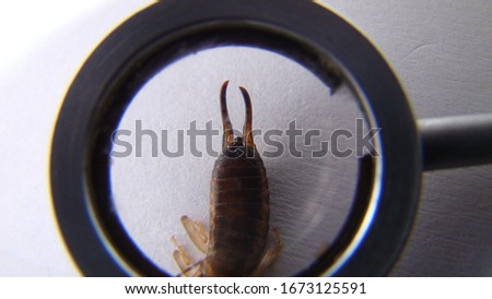 Earwig. close up.
Earwigs will use their pincers to defend themselves.
Biologist, Exotic vet examines an insect. wildlife veterinarian.
invertebrates.
bugs, bug, insects, animals, animal, wild nature