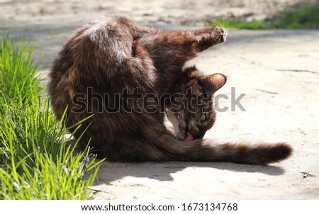 little funny multi-colored cat licks wool in the yard on the street in spring
