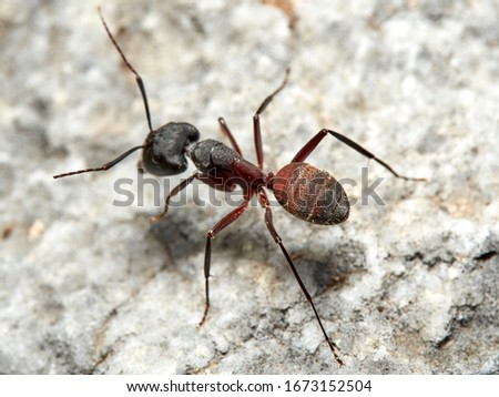 Woodpecker or wood ant. One of the largest ants in Europe. Camponotus cruentatus      