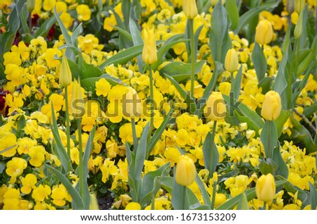 Top view of many delicate vivid yellow tulips and pansies in a garden in a sunny spring day, beautiful outdoor floral background photographed with soft focus
