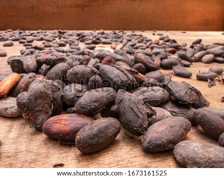 Hike through the Tirimbina rainforest reserve near Puerto Viejo in Costa Rica. Guided tour of an organic cocoa plantation. You can see cocoa pods, cocoa plants, fresh and roasted cocoa beans Royalty-Free Stock Photo #1673161525