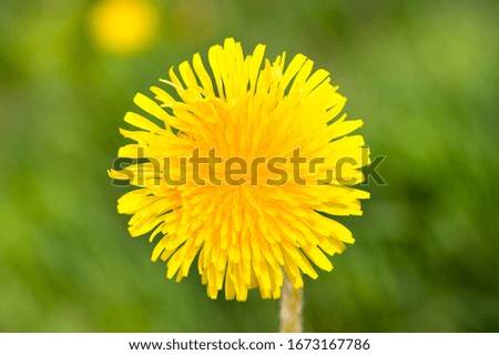 yellow beautiful dandelions in a field with green grass on a spring field closeup