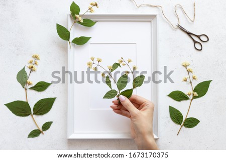 woman hand decorate a herbarium of flowers in a frame for pictures. Floral art. Home decor concept. flat lay. white concrete background