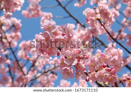 Pink cherry blossoms of the full bloom