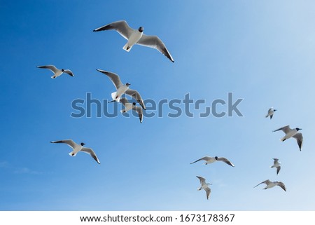 Many hungry seagulls flying in sunny clear blue sky overhead.