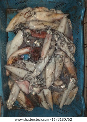Saltwater fresh fishes displayed on white plastic box for sale in market ,squid fish ,Morocco .