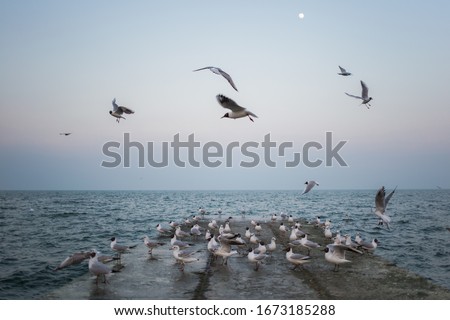 Many hungry seagulls flying in sky over blue sea water