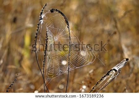 Beautiful spider web photographed at first light in the morning in the mountains of Bulgaria