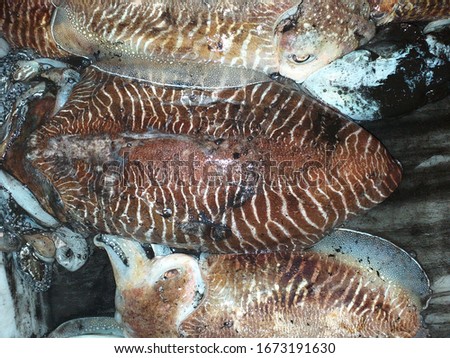 The Common (European) Cuttlefish (Sepia officinalis) displayed on white plastic box for sale in market ,squid fish ,Morocco .