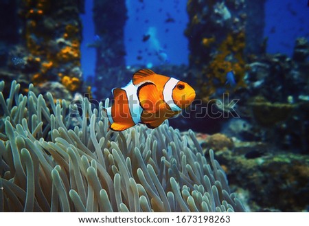 Clownfish Marine Life Anemone Reef Royalty-Free Stock Photo #1673198263