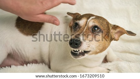 beautiful small white dog with brown spot lies on white towel and growls at lady hand over animal back at home close view Royalty-Free Stock Photo #1673209510