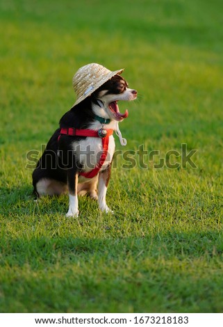 A Chihuahua dog sat on a garden under the evening sun.  It was wearing a sun screen hat opening a wide mouth as a sign of high heat weather.