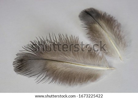 Feathers of a wild dove. Texture of feathers of a wild bird. Macro photo of pen texture. Gray abstract background