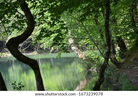 green trees over the lake
