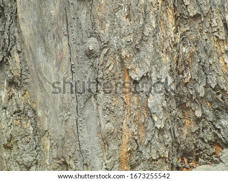 A picture of brown tree bark, blurred concept for background.