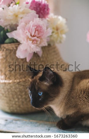 White and pink peonies in wicker basket on blue vintage wooden table with adorable siamese cat