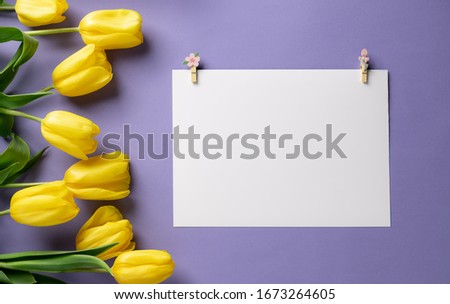 empty white paper with clothespins and tulips on a purple background. holiday mock up with yellow flowers. place for text. flat lay, top view