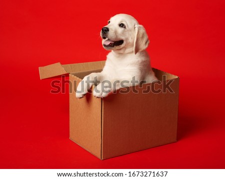 A Labrador puppy is sitting in a cardboard box. White puppy in a cardboard box on a red background