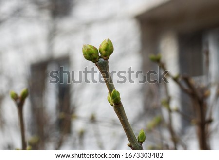 spring buds on the top of a tree against the background of an urban house