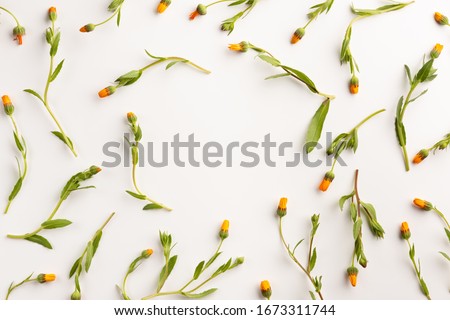 Flowers of calendula isolated on white background. Flat lay, top view, copy space.
